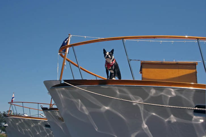 Spike Aboard His Boat, Coquette