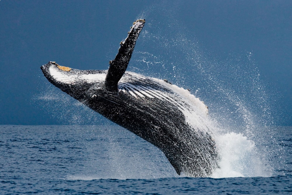 Humpback whale breaching near San Francisco